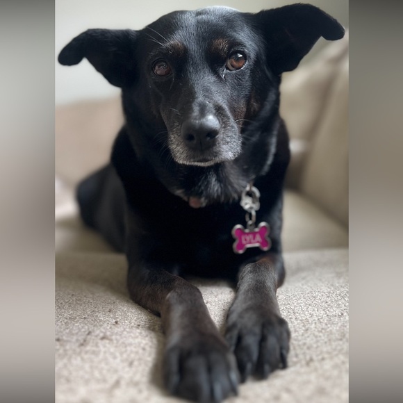 🪩✨🫧 MEET•THE•POSHER 🫧✨🪩 - Picture 3 of 6